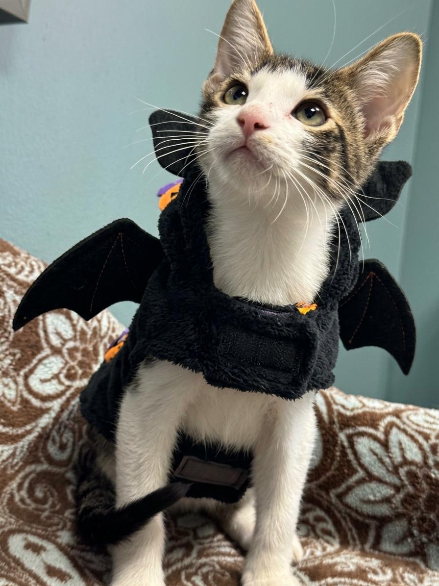 Enlarge Raven - 723, a Adoptable Domestic Short Hair in Sunset Hills, MO image 4/6