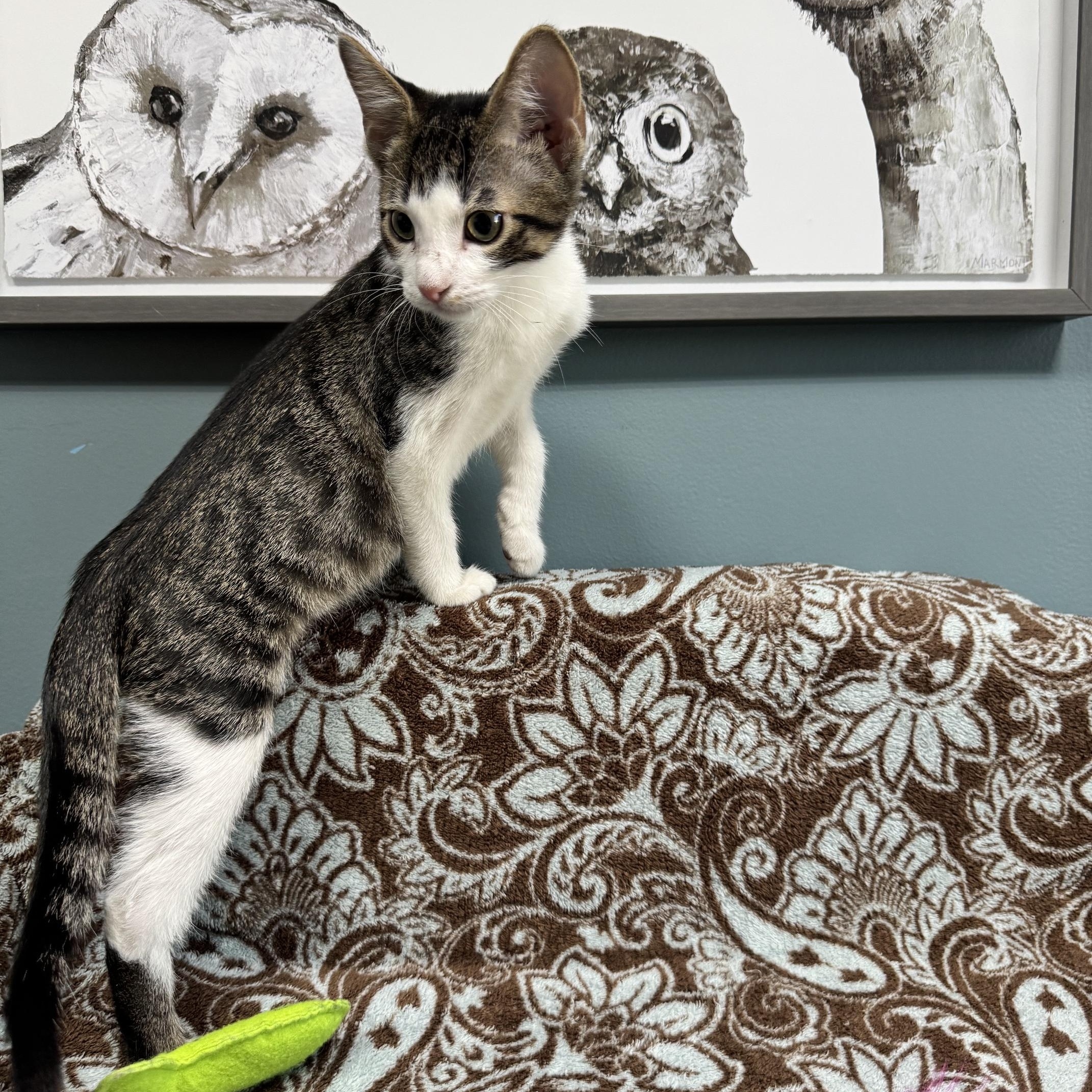 Enlarge Raven - 723, a Adoptable Domestic Short Hair in Sunset Hills, MO image 2/6
