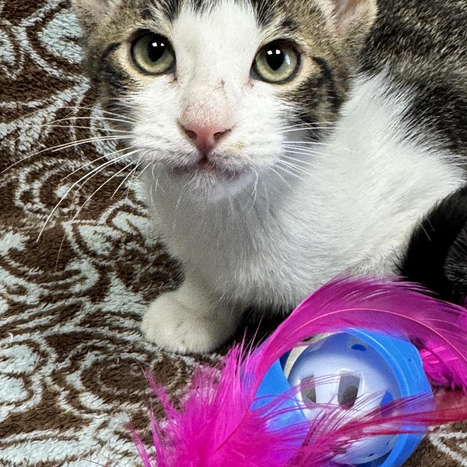 Enlarge Raven - 723, a Adoptable Domestic Short Hair in Sunset Hills, MO image 3/6
