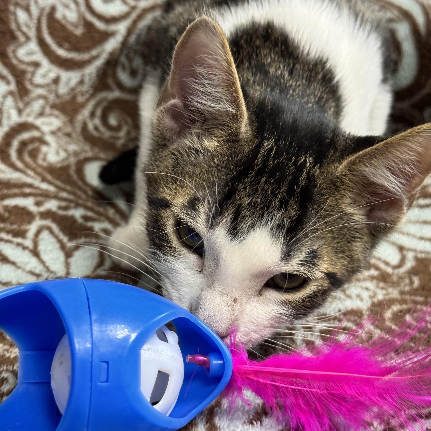 Enlarge Raven - 723, a Adoptable Domestic Short Hair in Sunset Hills, MO image 6/6