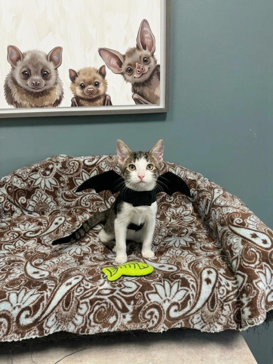Raven - 723, Adoptable, Young Female Domestic Short Hair.
