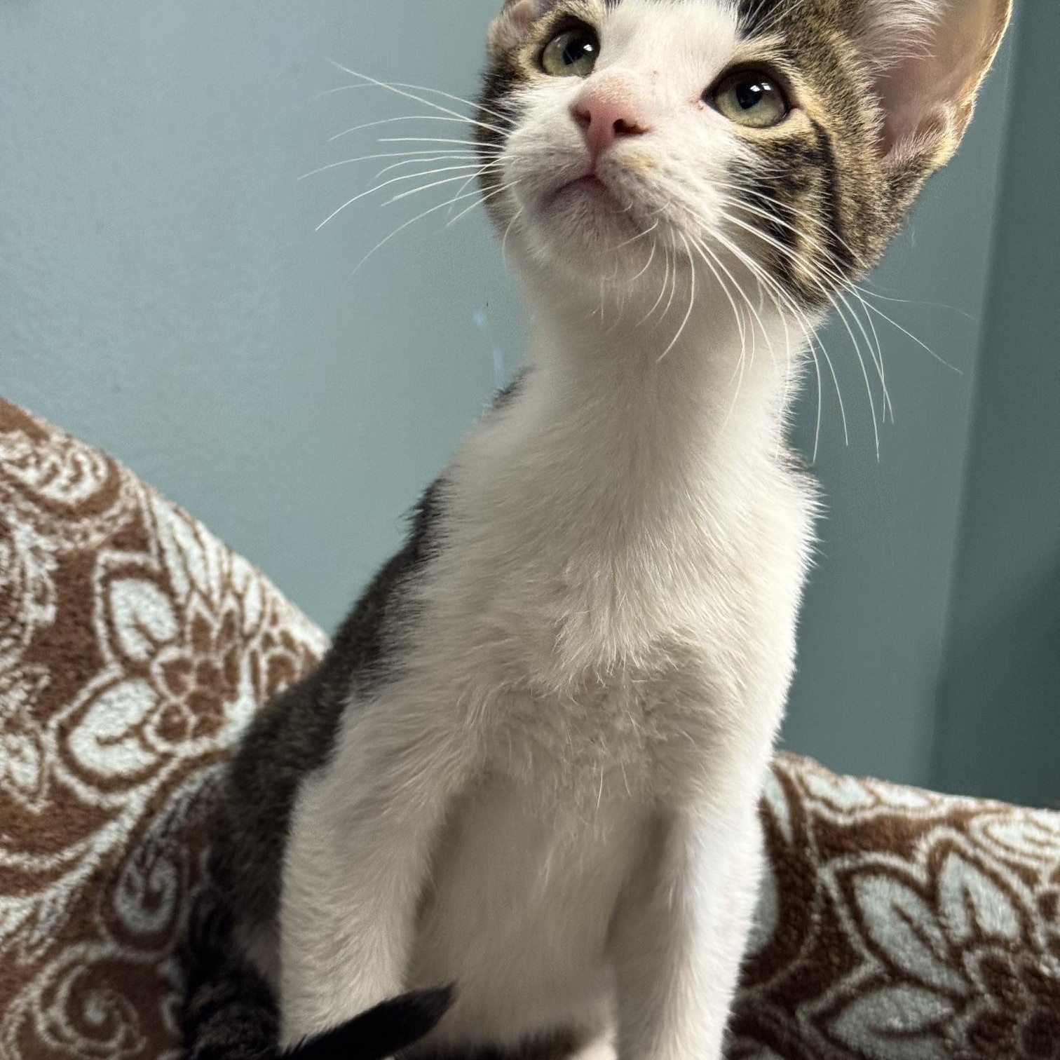 Enlarge Raven - 723, a Adoptable Domestic Short Hair in Sunset Hills, MO image 5/6