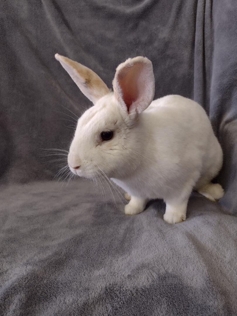 Tommy, Adoptable, Adult Male American.