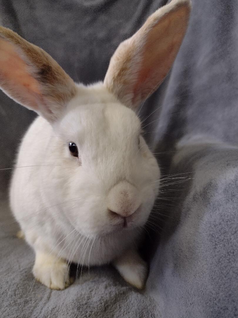 Enlarge Tommy, a Adoptable American in Plymouth, MI image 3/3