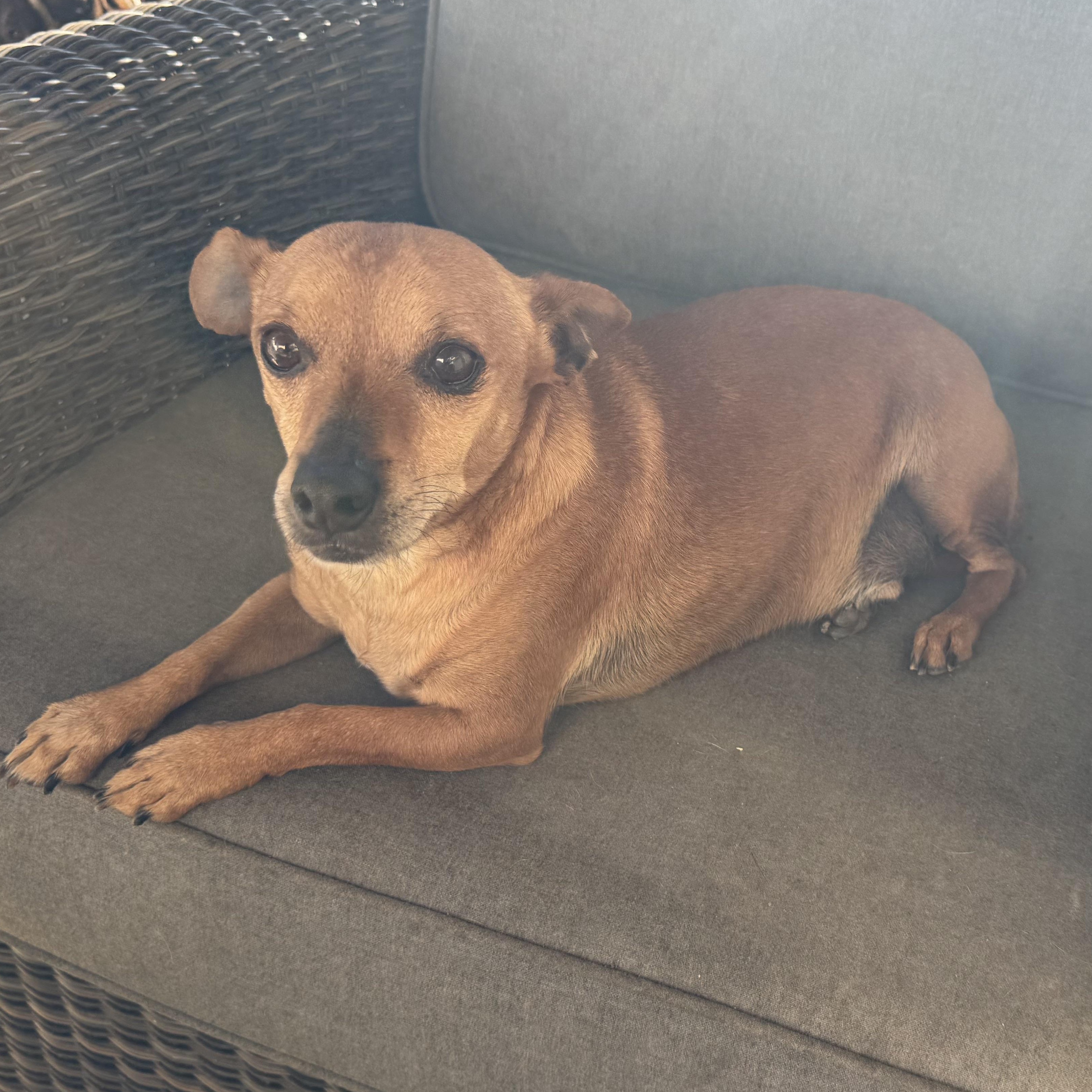 Mr. Wonderful Harry, a Adoptable mixed breed image 5/5