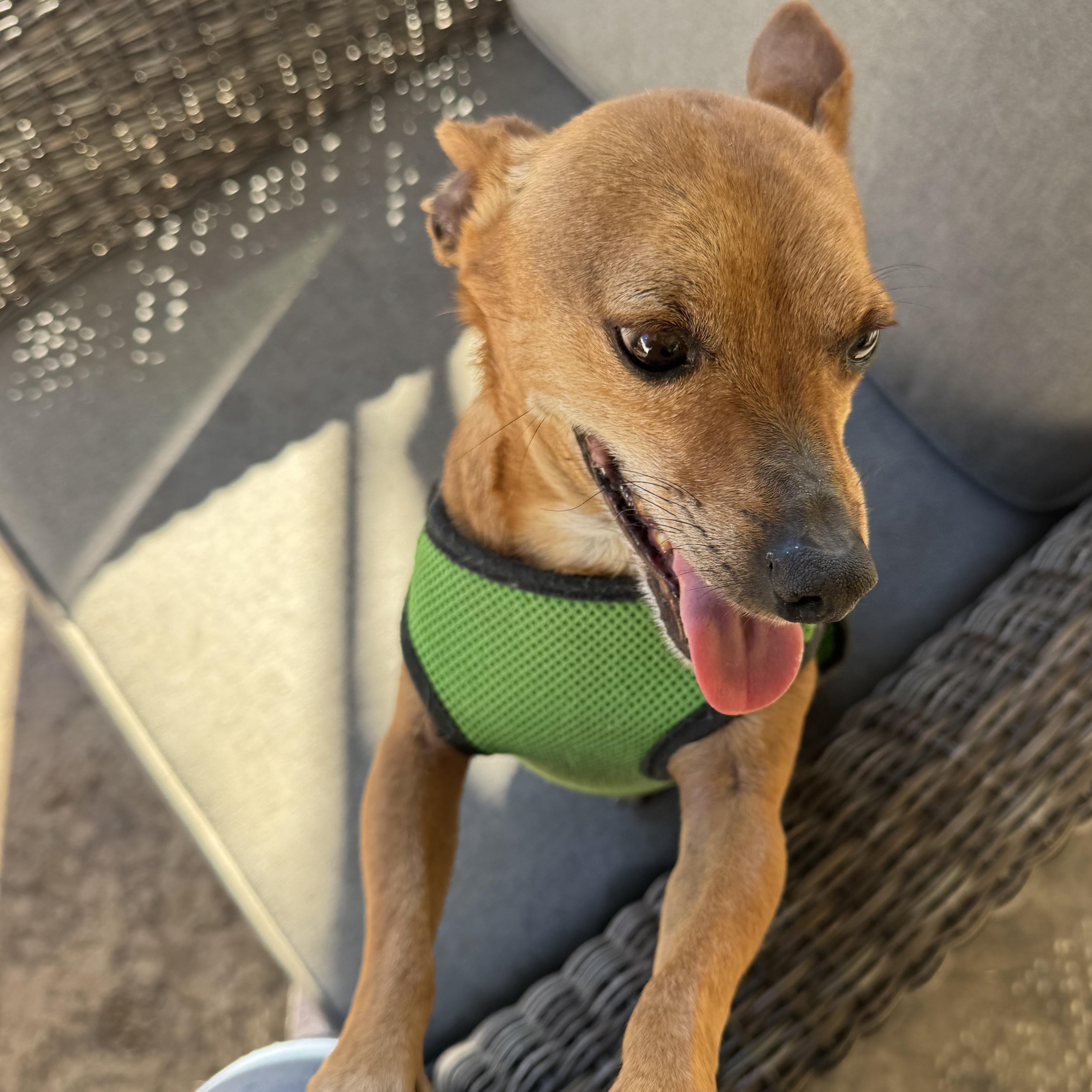 Mr. Wonderful Harry, a Adoptable mixed breed image 4/5