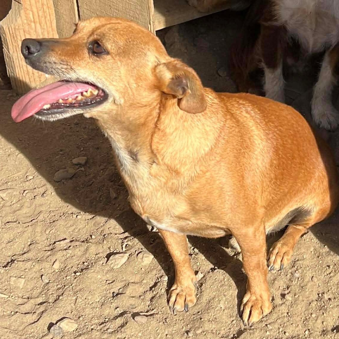 Mr. Wonderful Harry, a Adoptable mixed breed image 3/5
