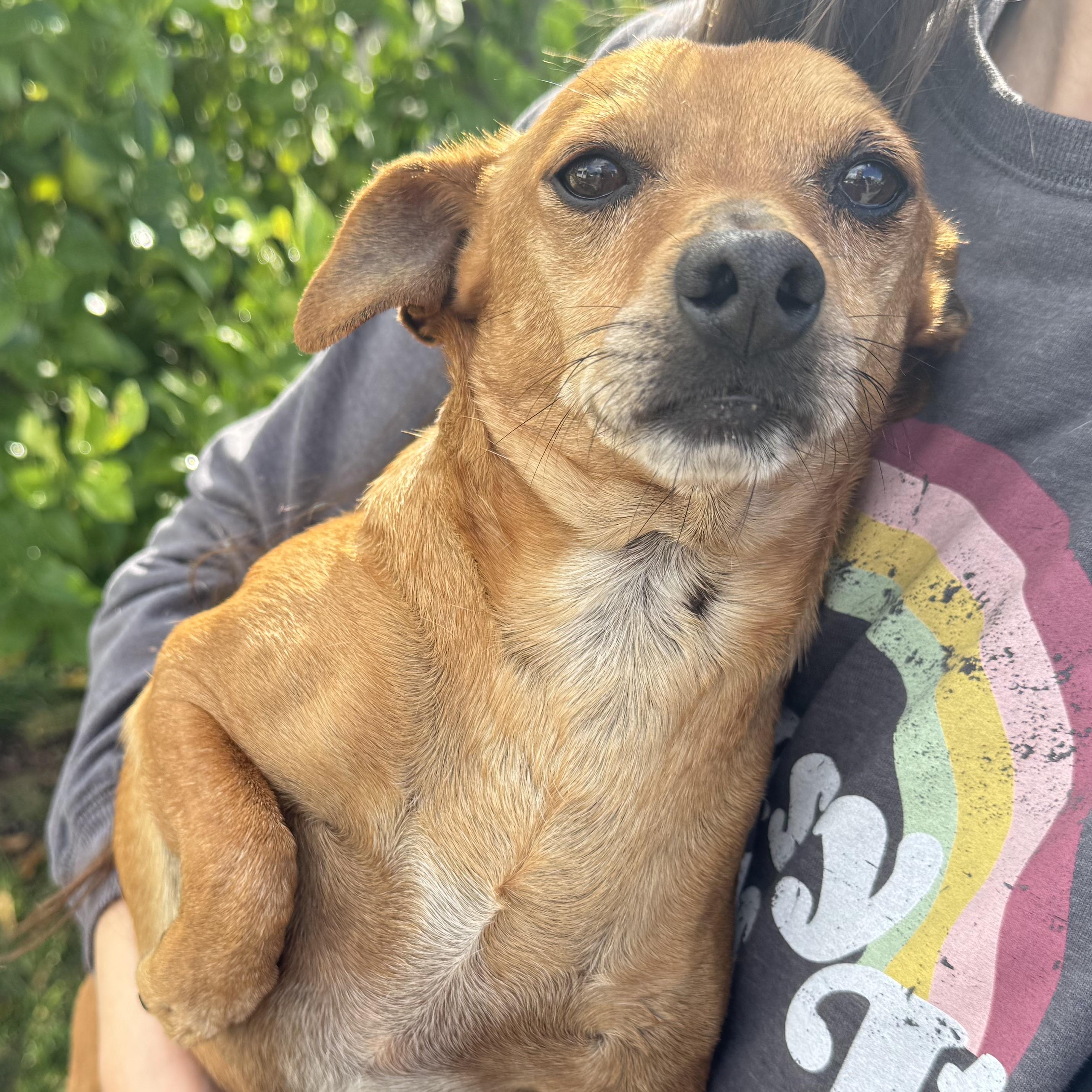 Mr. Wonderful Harry, a Adoptable mixed breed image 2/5