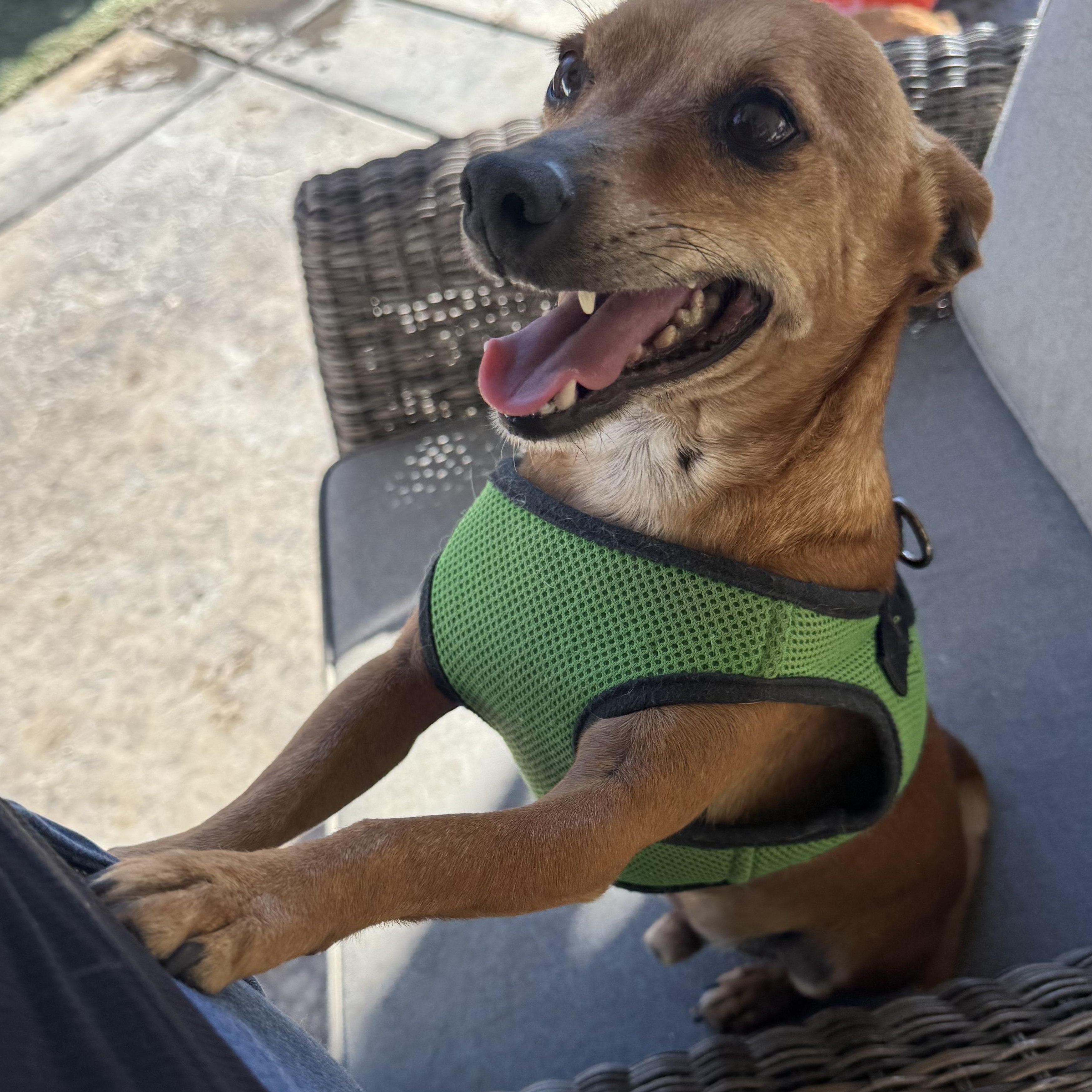 Mr. Wonderful Harry, a Adoptable mixed breed image 1/5