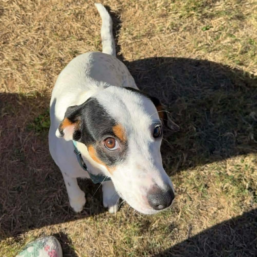 Enlarge Denise, a Adoptable mixed breed in East Hartford, CT image 4/6