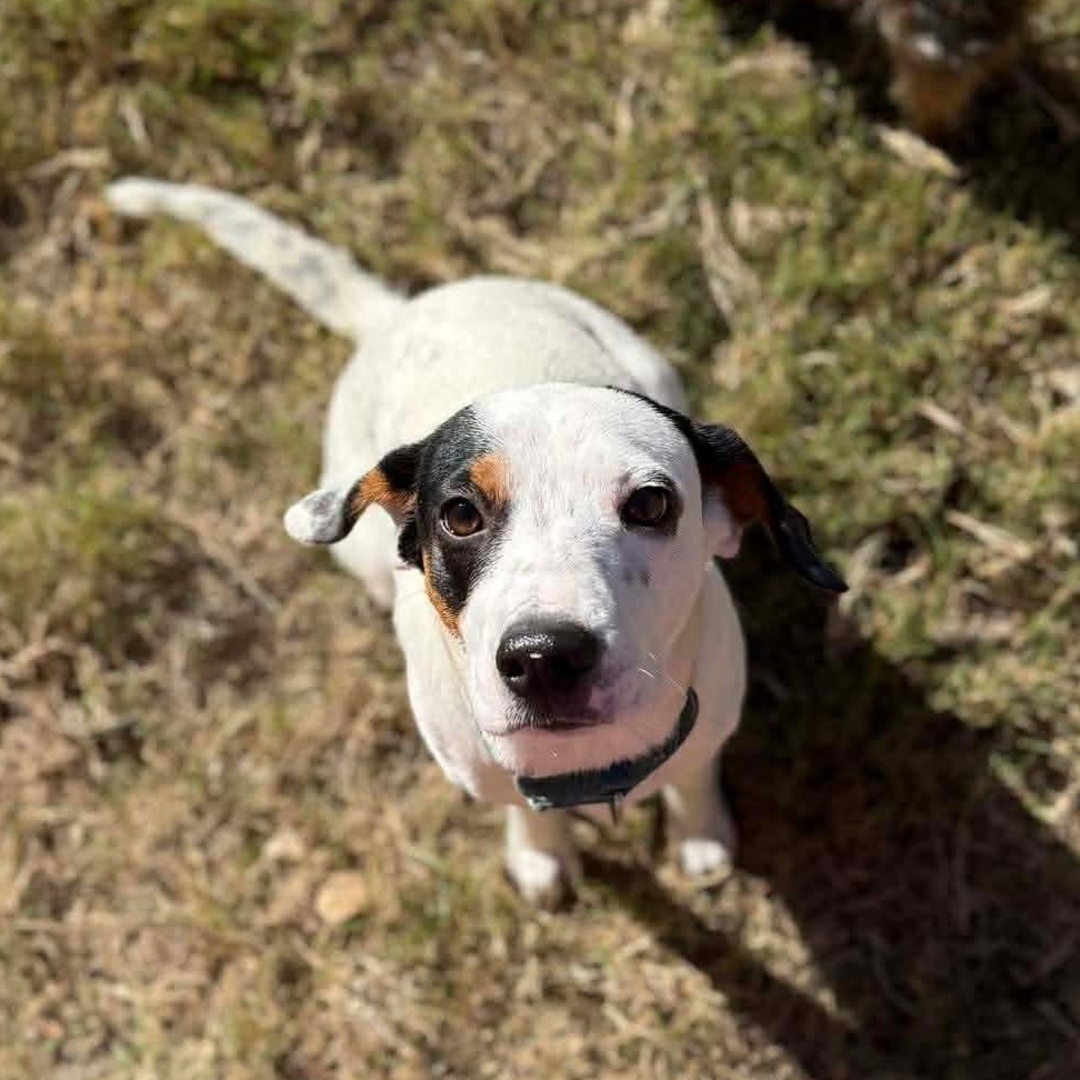 Enlarge Denise, a Adoptable mixed breed in East Hartford, CT image 5/6