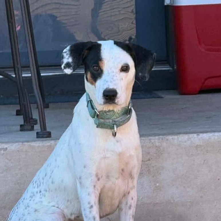 Enlarge Denise, a Adoptable mixed breed in East Hartford, CT image 2/6