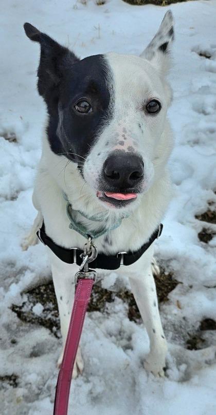 Cream — thumbnail 2