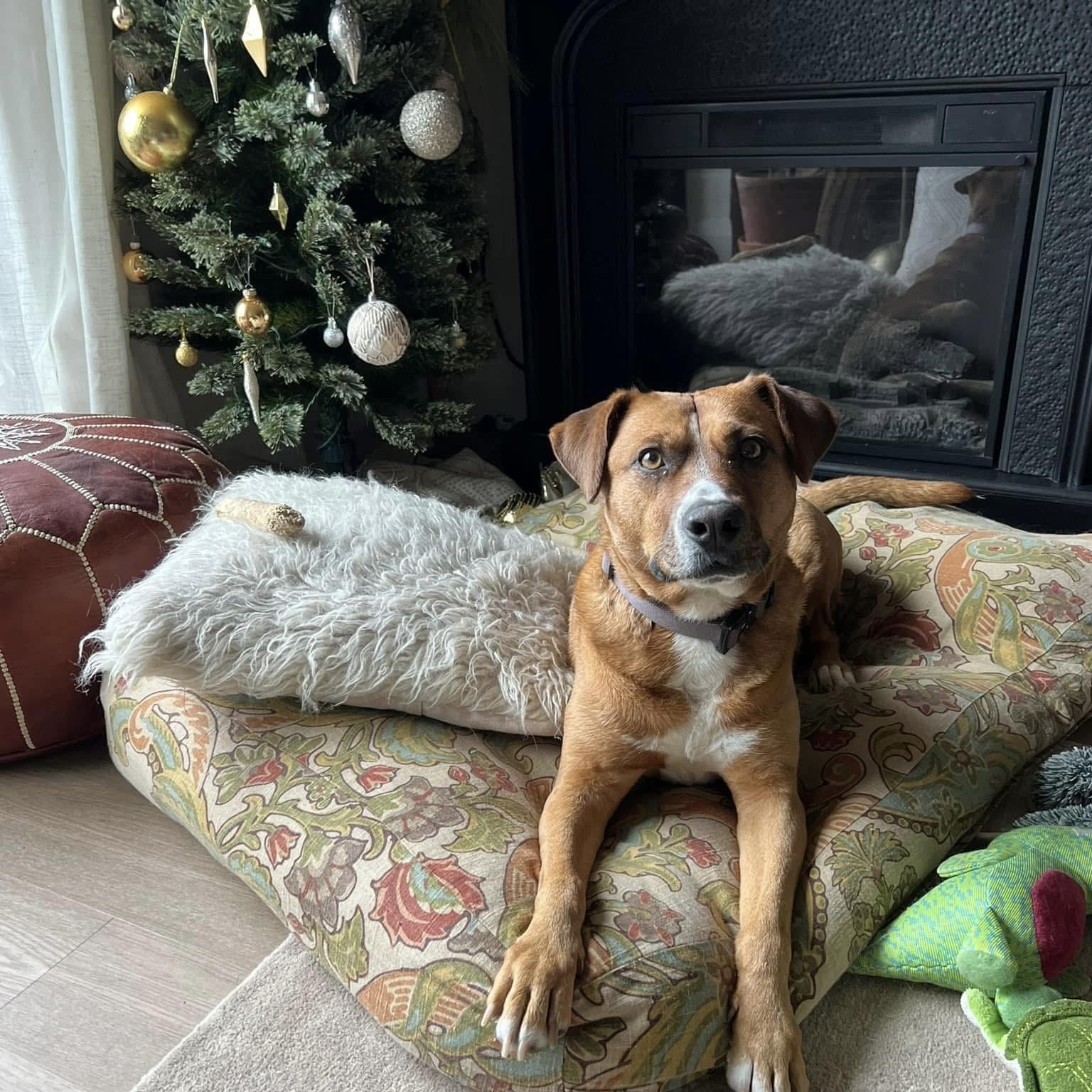 Enlarge Felice, a Adoptable mixed breed in Mississauga, ON image 2/6