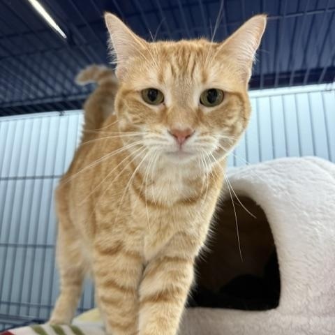 ShaSha LaLa, a ADOPTABLE Domestic Short Hair in Grosse Ile, MI image 2/2
