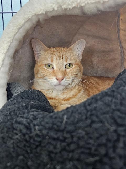 ShaSha LaLa, a ADOPTABLE Domestic Short Hair in Grosse Ile, MI image 1/2