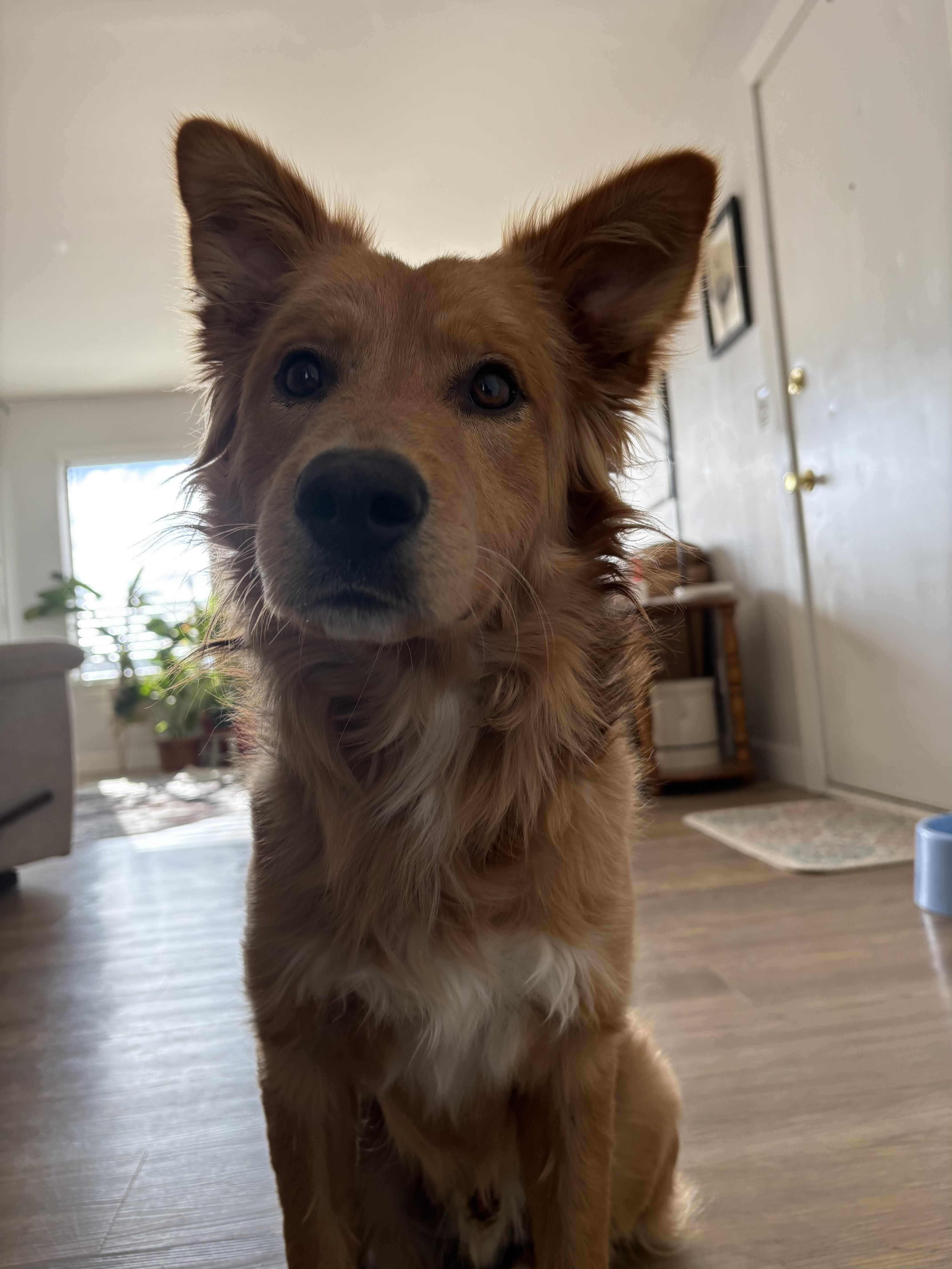 Enlarge Toby, a ADOPTABLE mixed breed in Fort Collins, CO image 4/6