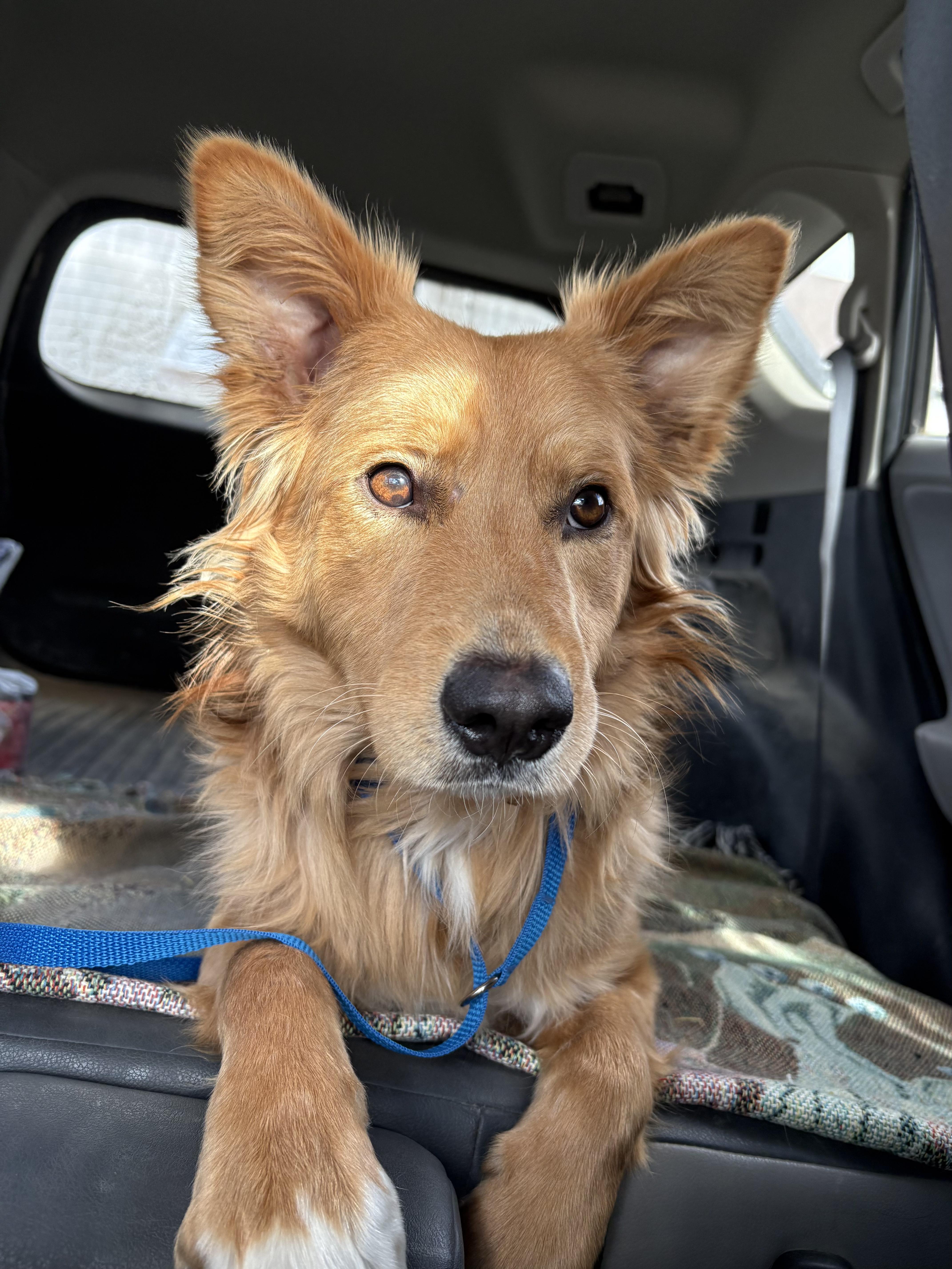 Enlarge Toby, a ADOPTABLE mixed breed in Fort Collins, CO image 2/6