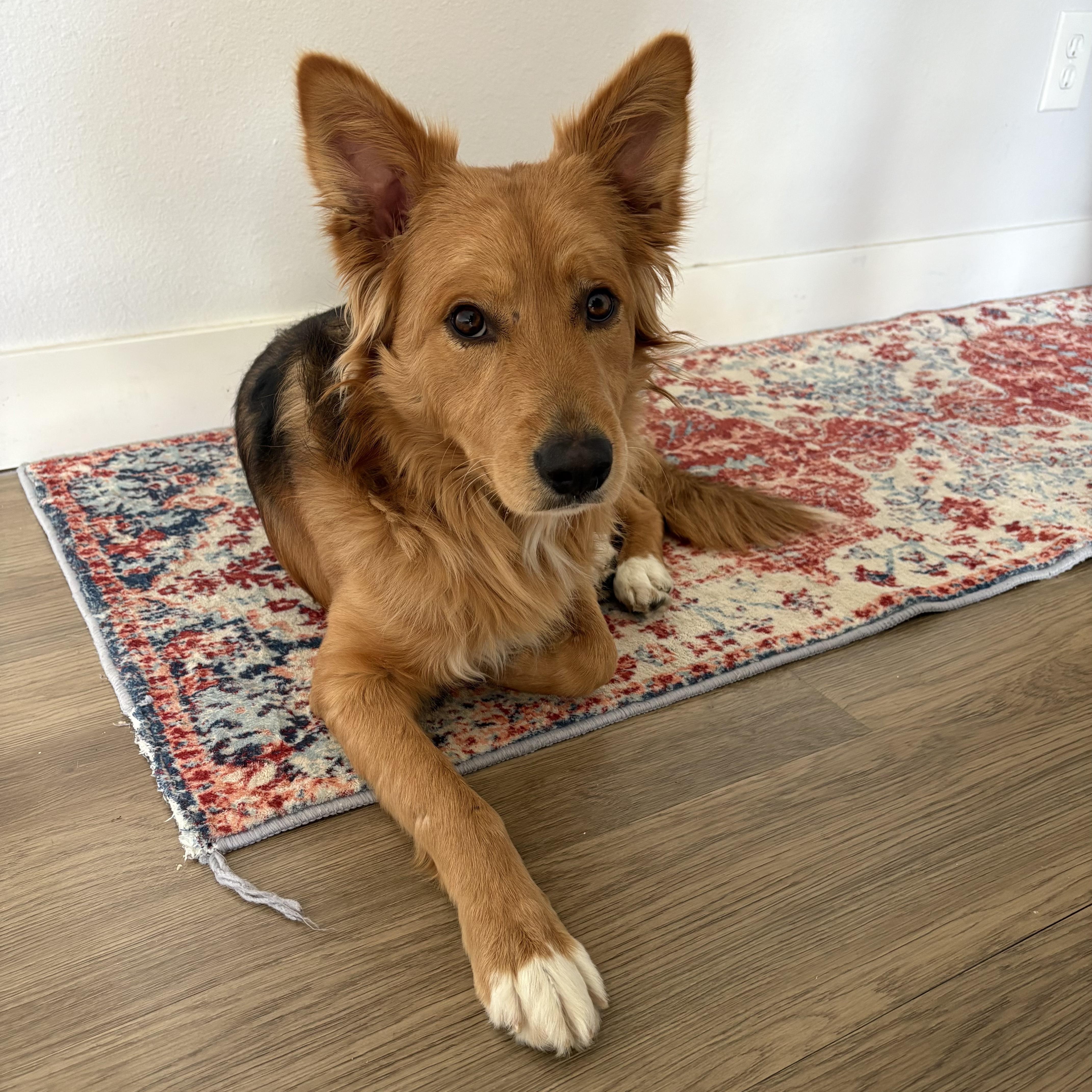 Enlarge Toby, a ADOPTABLE mixed breed in Fort Collins, CO image 1/6
