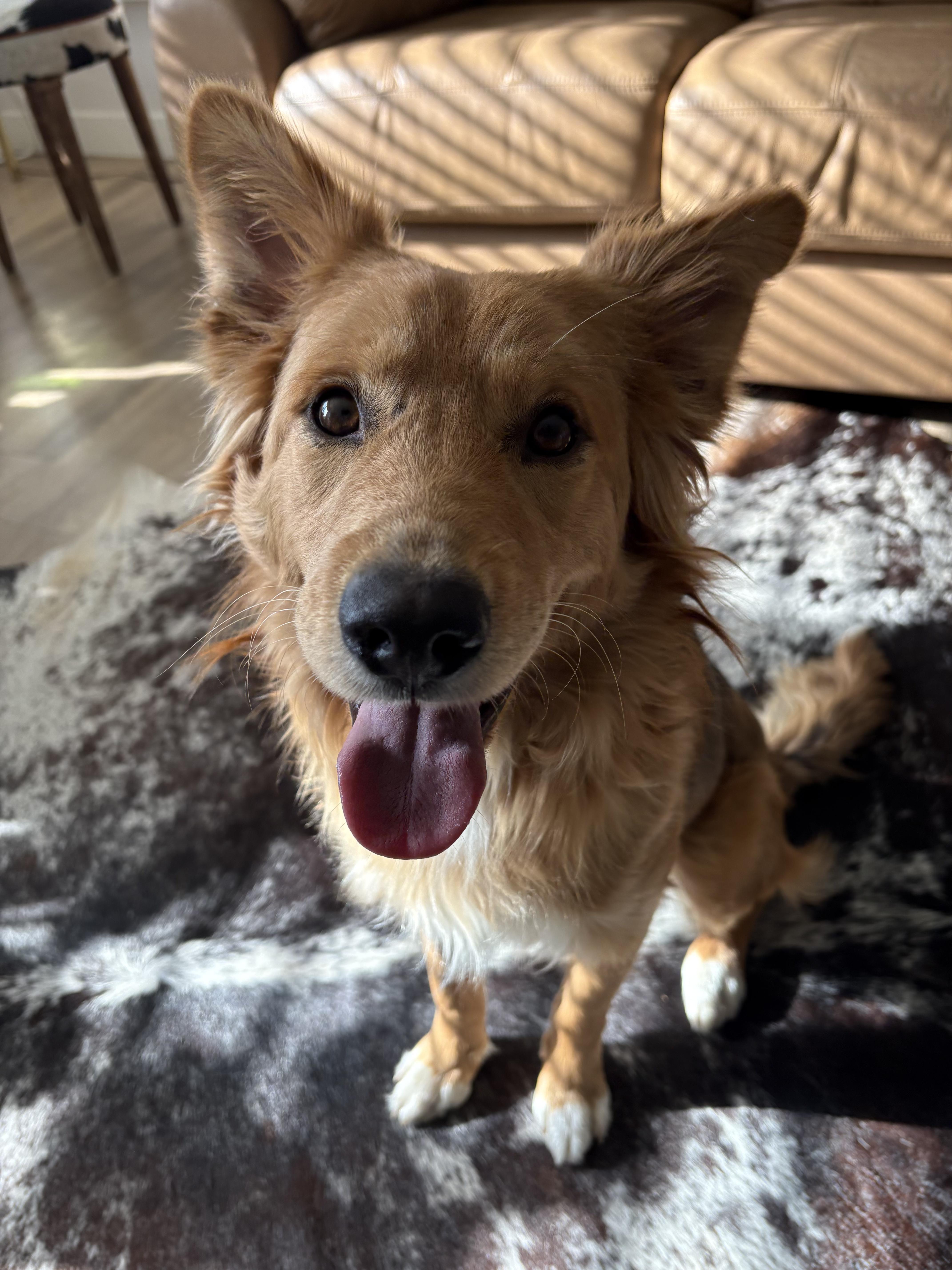 Enlarge Toby, a ADOPTABLE mixed breed in Fort Collins, CO image 6/6