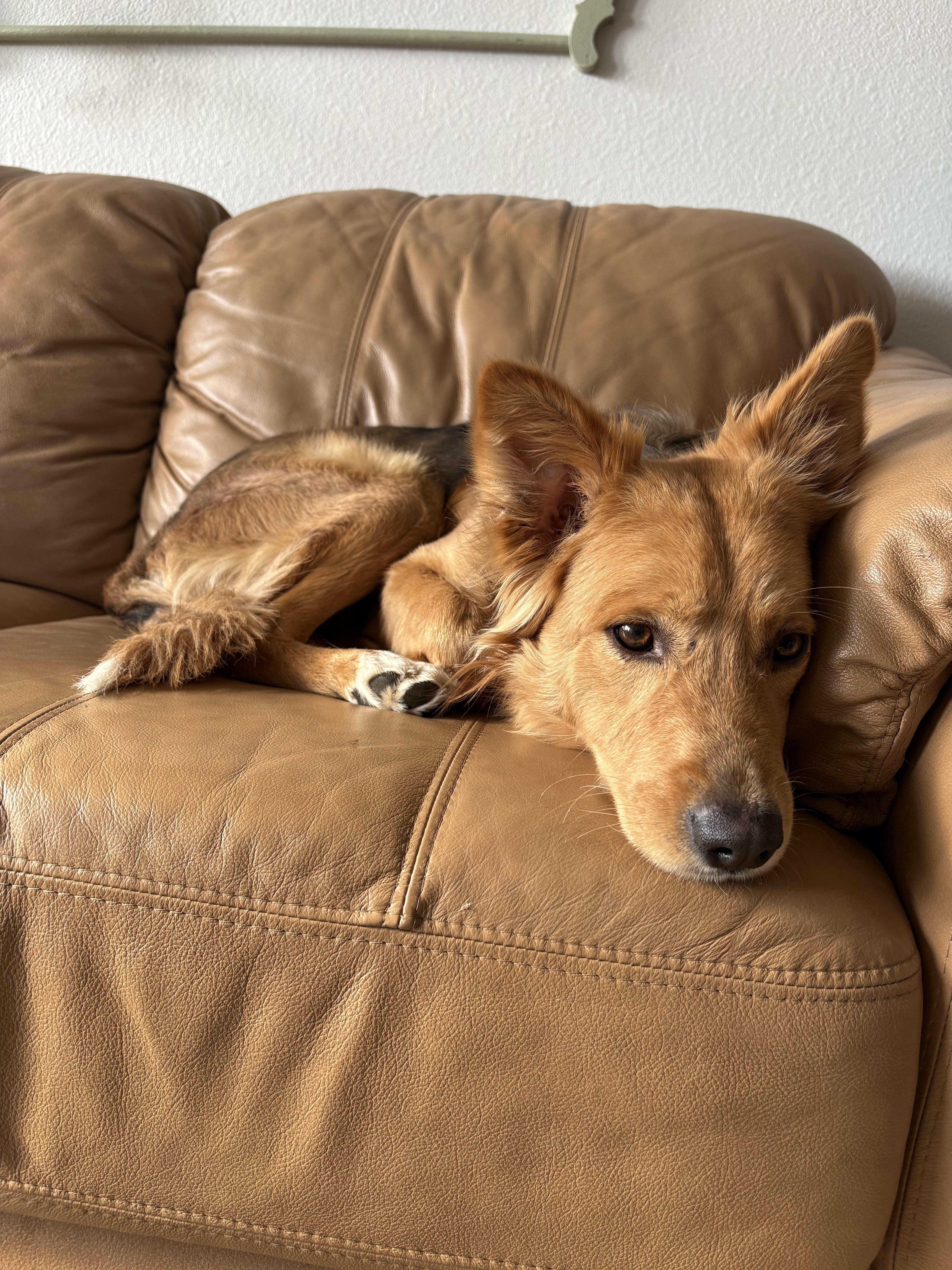 Enlarge Toby, a ADOPTABLE mixed breed in Fort Collins, CO image 3/6