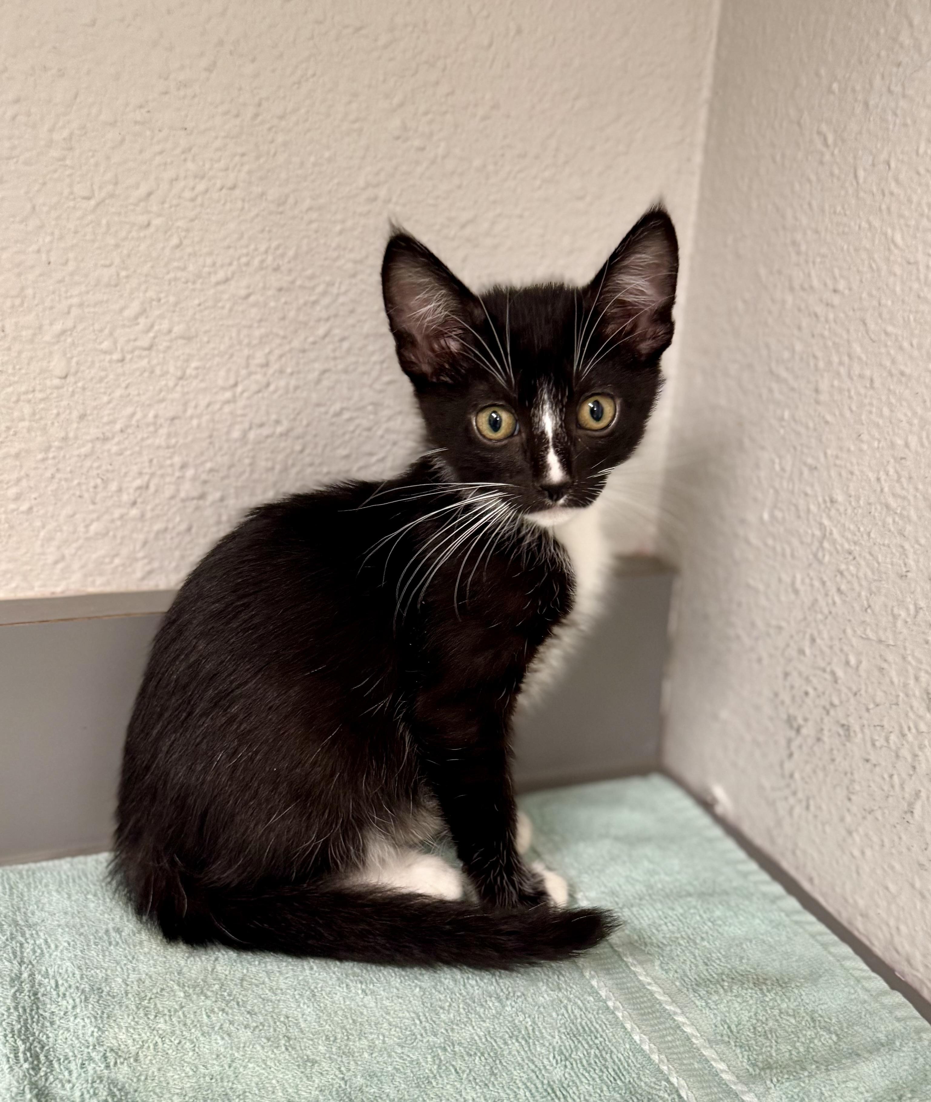 *Garlic, Baby Male Tuxedo