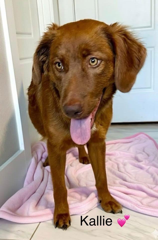 Kallie, Adoptable, Young Female Australian Shepherd.