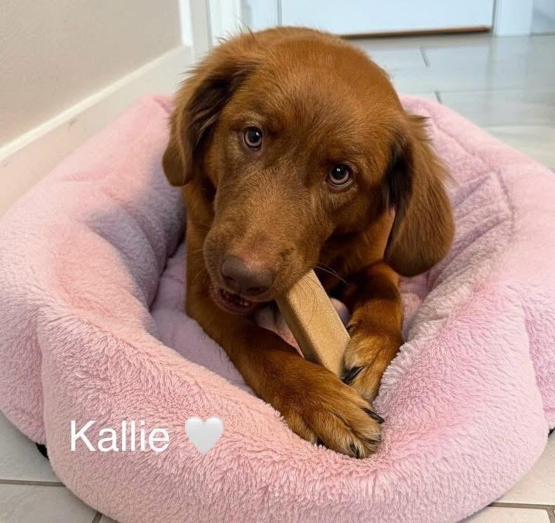 Enlarge Kallie, a Adoptable mixed breed in Rockwall, TX image 2/2