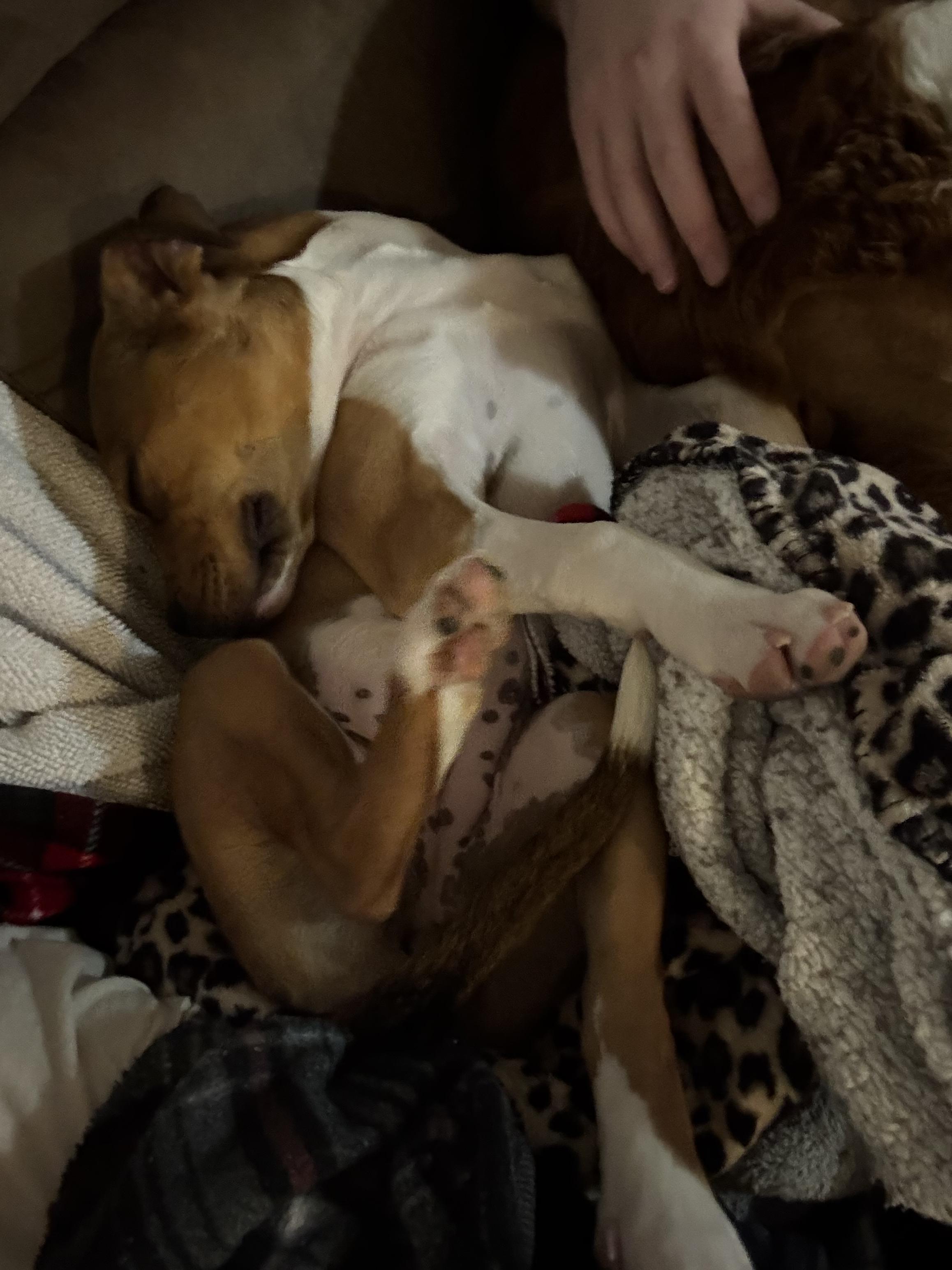 Enlarge Toodie, a Adoptable mixed breed in Kannapolis, NC image 4/6