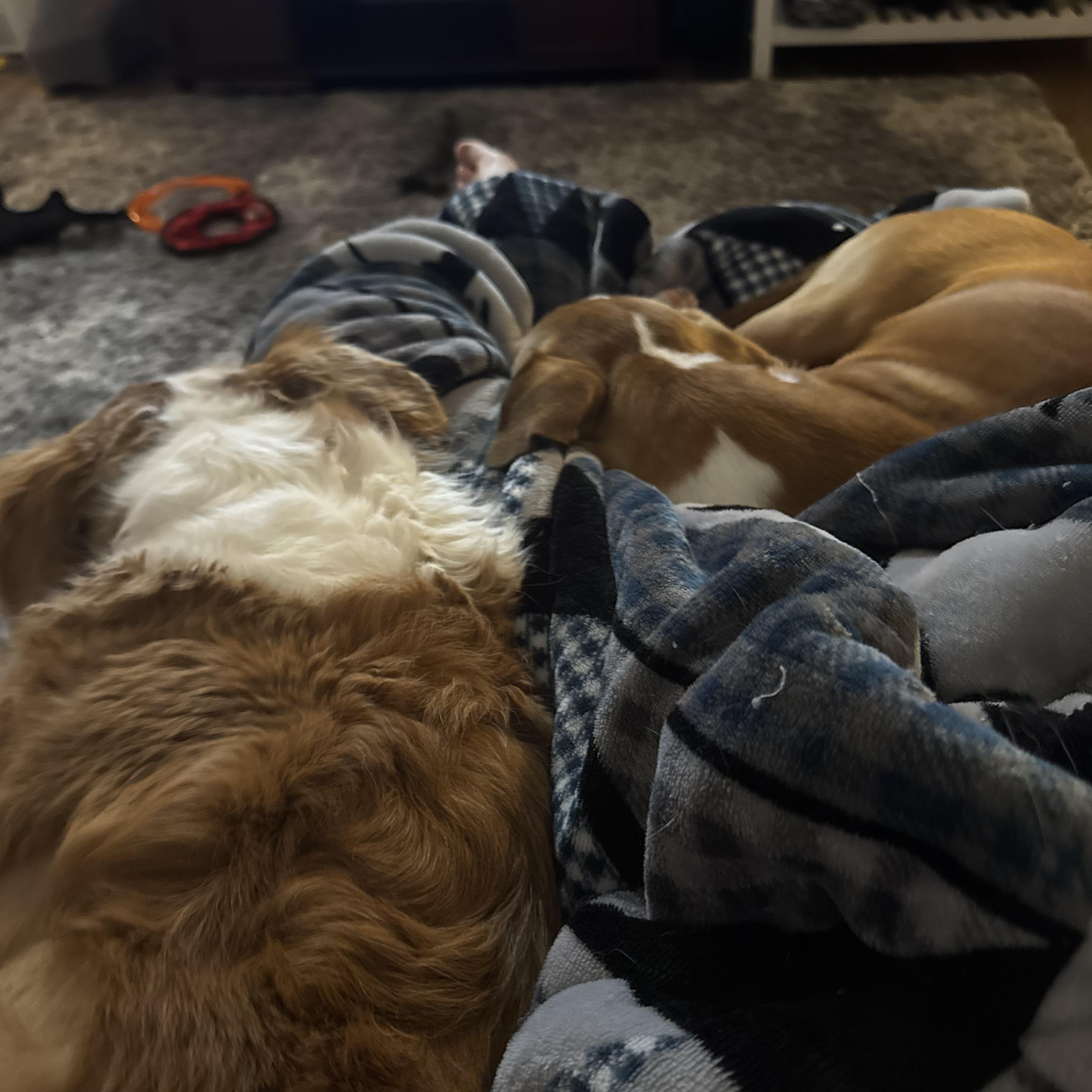 Enlarge Toodie, a Adoptable mixed breed in Kannapolis, NC image 3/6