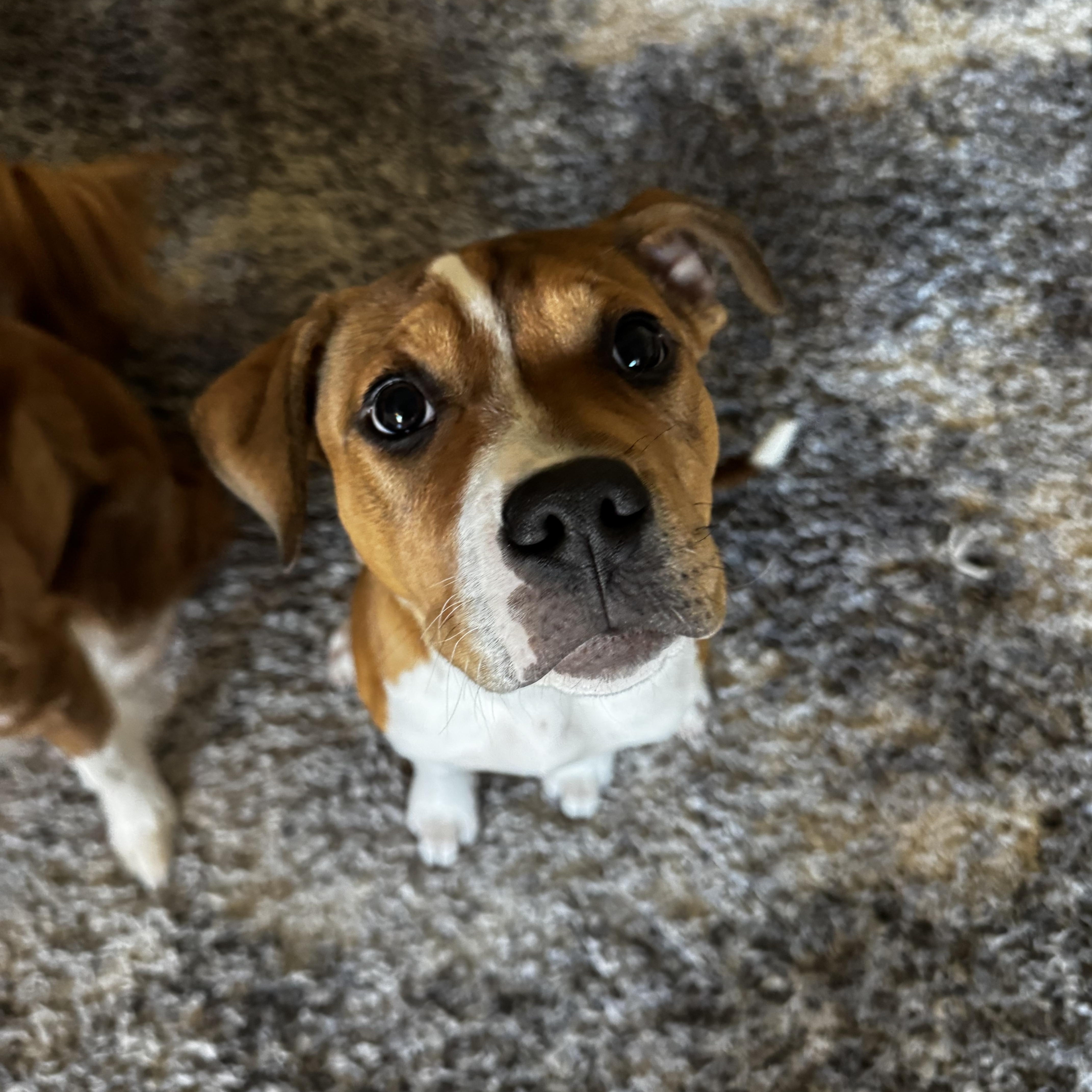 Enlarge Toodie, a Adoptable mixed breed in Kannapolis, NC image 1/6