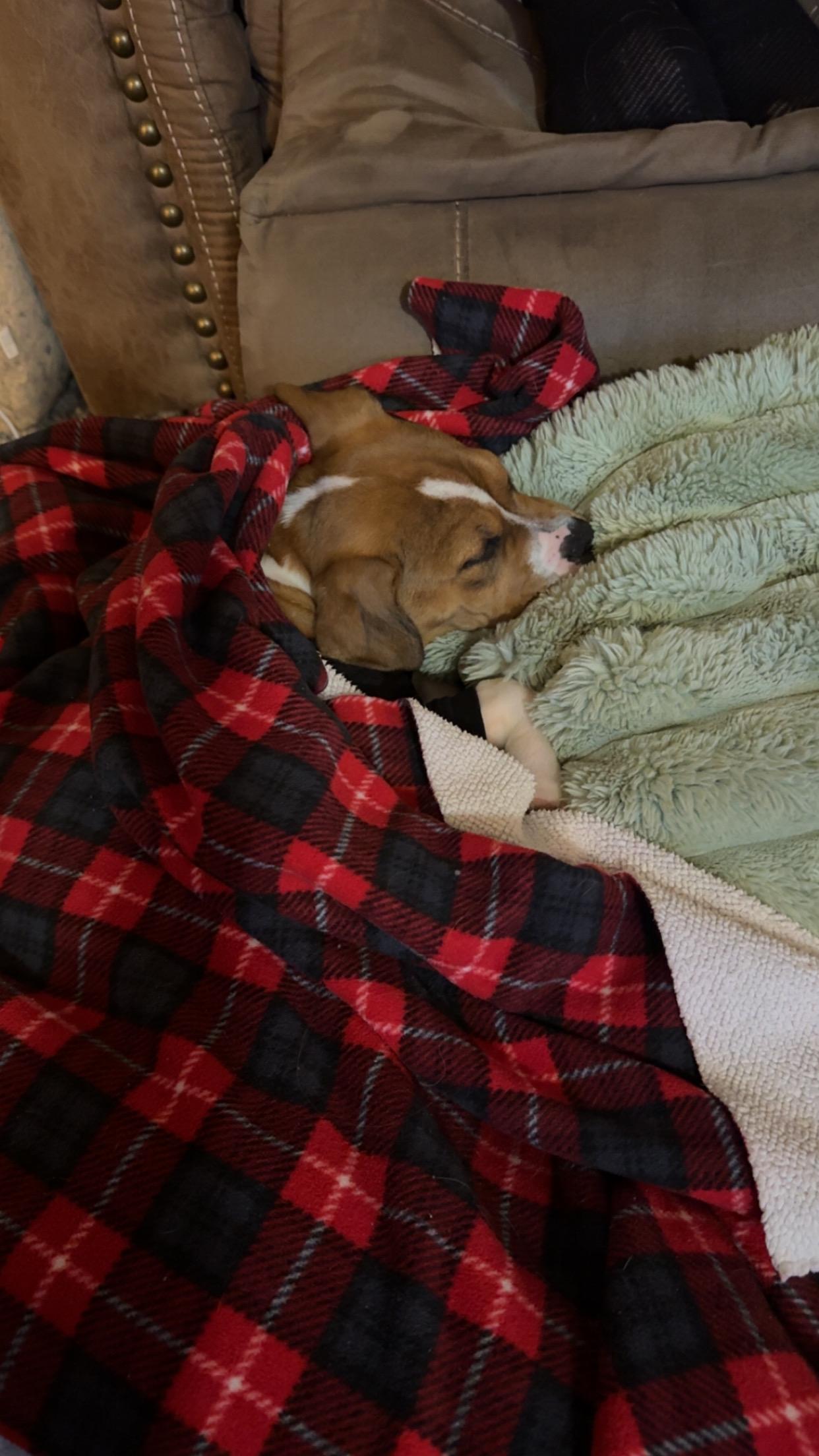 Enlarge Toodie, a Adoptable mixed breed in Kannapolis, NC image 5/6