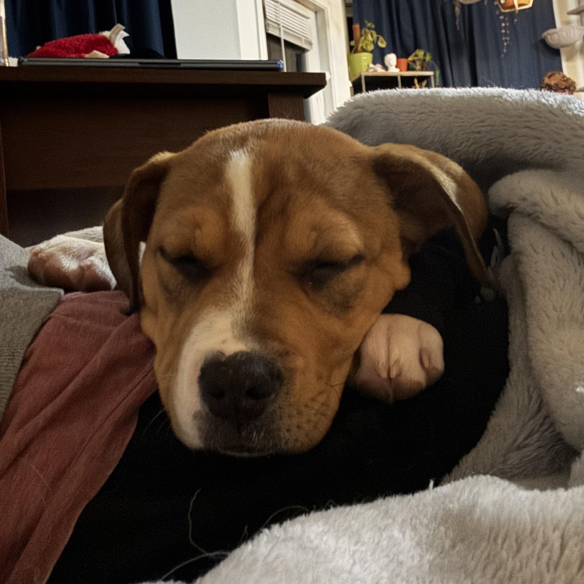 Toodie, Adoptable, Puppy Female American Staffordshire Terrier.