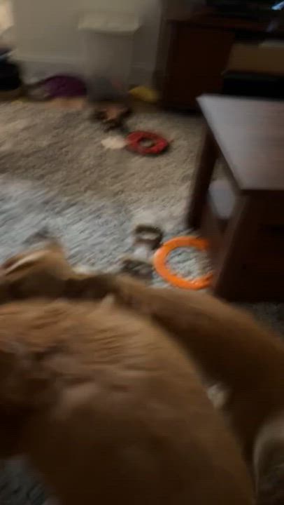 Enlarge Toodie, a Adoptable mixed breed in Kannapolis, NC video 6/6