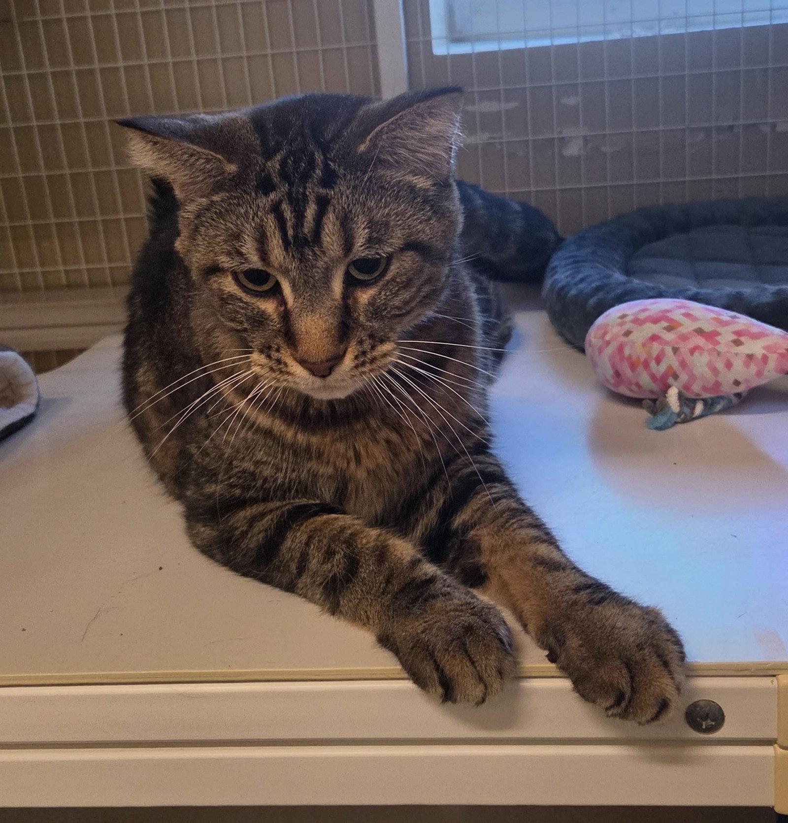 Enlarge Muldoon (Medical Hold), a Adoptable Tabby in Williamsburg, IA image 1/3