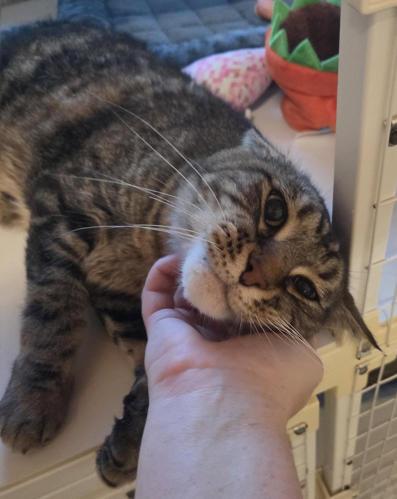 Enlarge Muldoon (Medical Hold), a Adoptable Tabby in Williamsburg, IA image 2/3