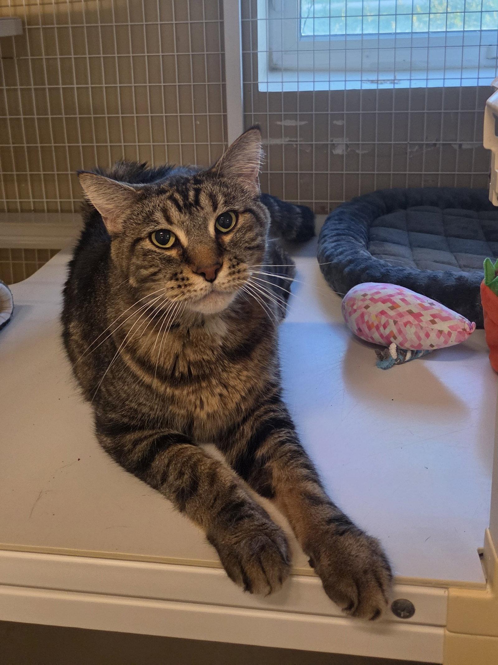 Enlarge Muldoon (Medical Hold), a Adoptable Tabby in Williamsburg, IA image 3/3
