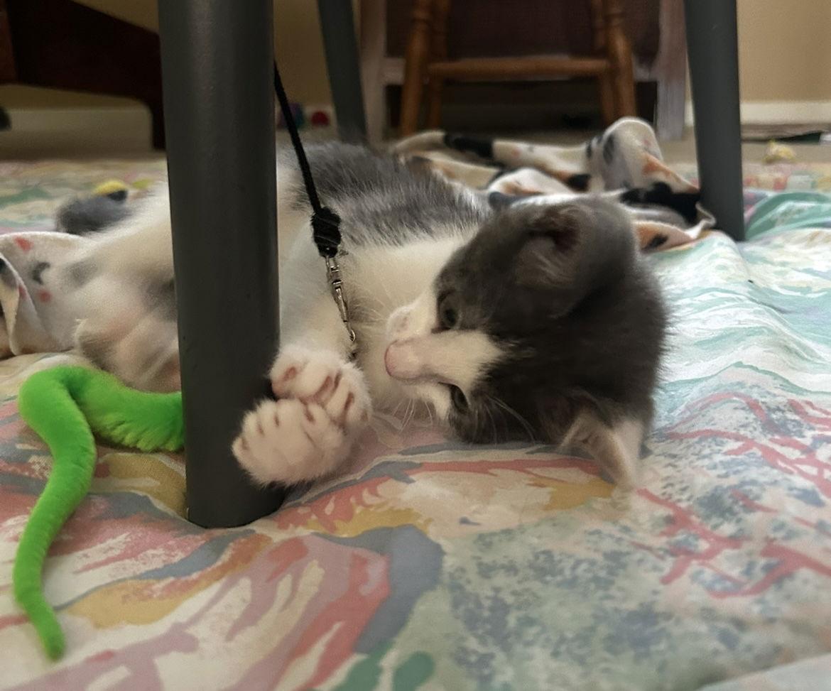 Enlarge Ember, a Adopted Domestic Medium Hair in Tacoma, WA image 1/1