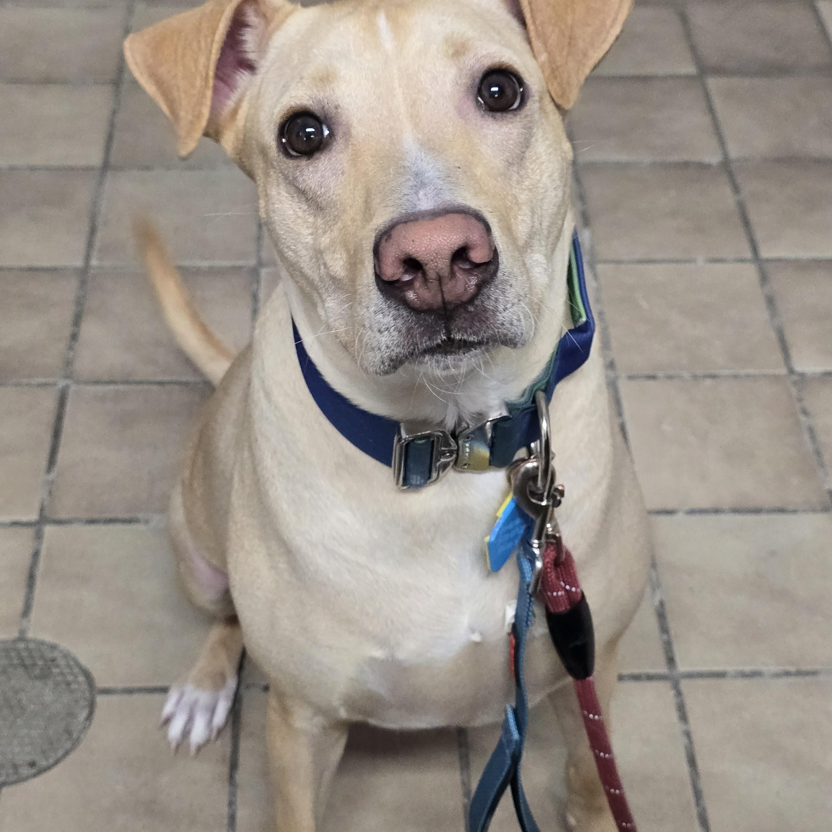 Scooby Doo, ADOPTABLE, Adult Male Yellow Labrador Retriever.