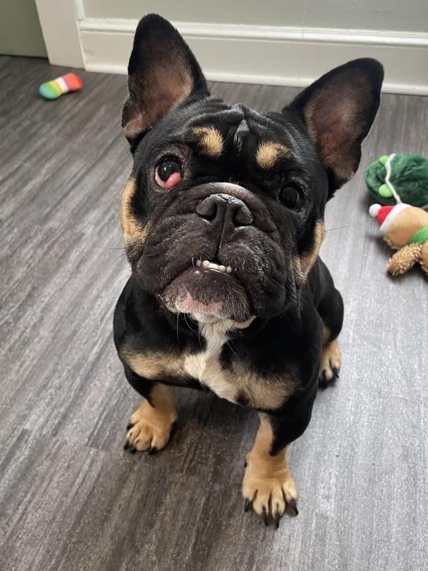 Alaska, Adoptable, Adult Female French Bulldog.
