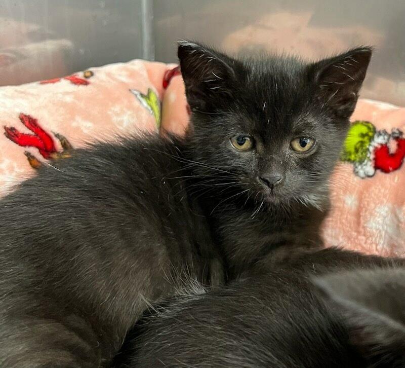 Enlarge Cassidy, a ADOPTABLE Domestic Short Hair in Medfield, MA image 1/1