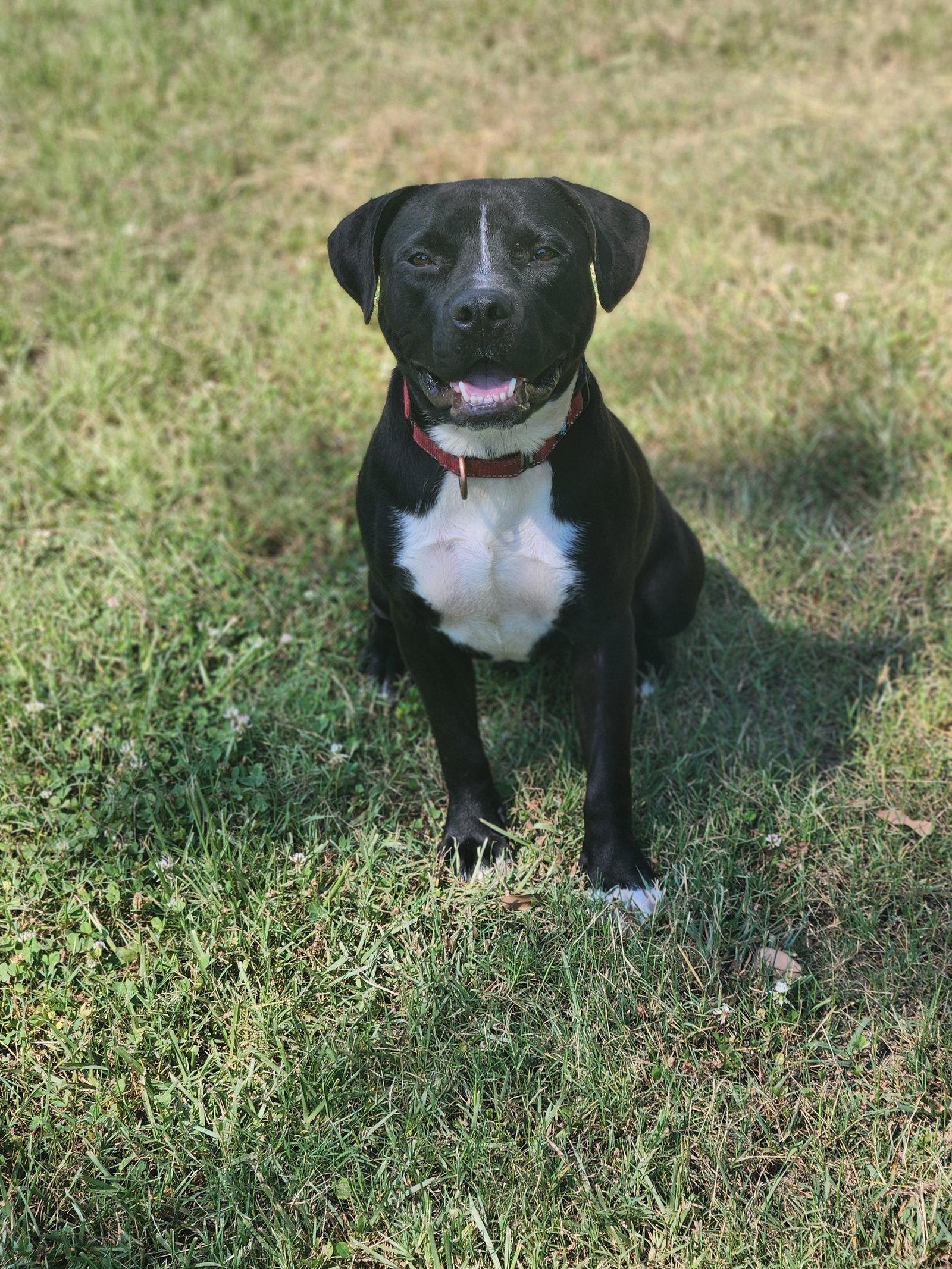 Enlarge Rainy, a Adoptable Terrier in Shreveport, LA image 2/3