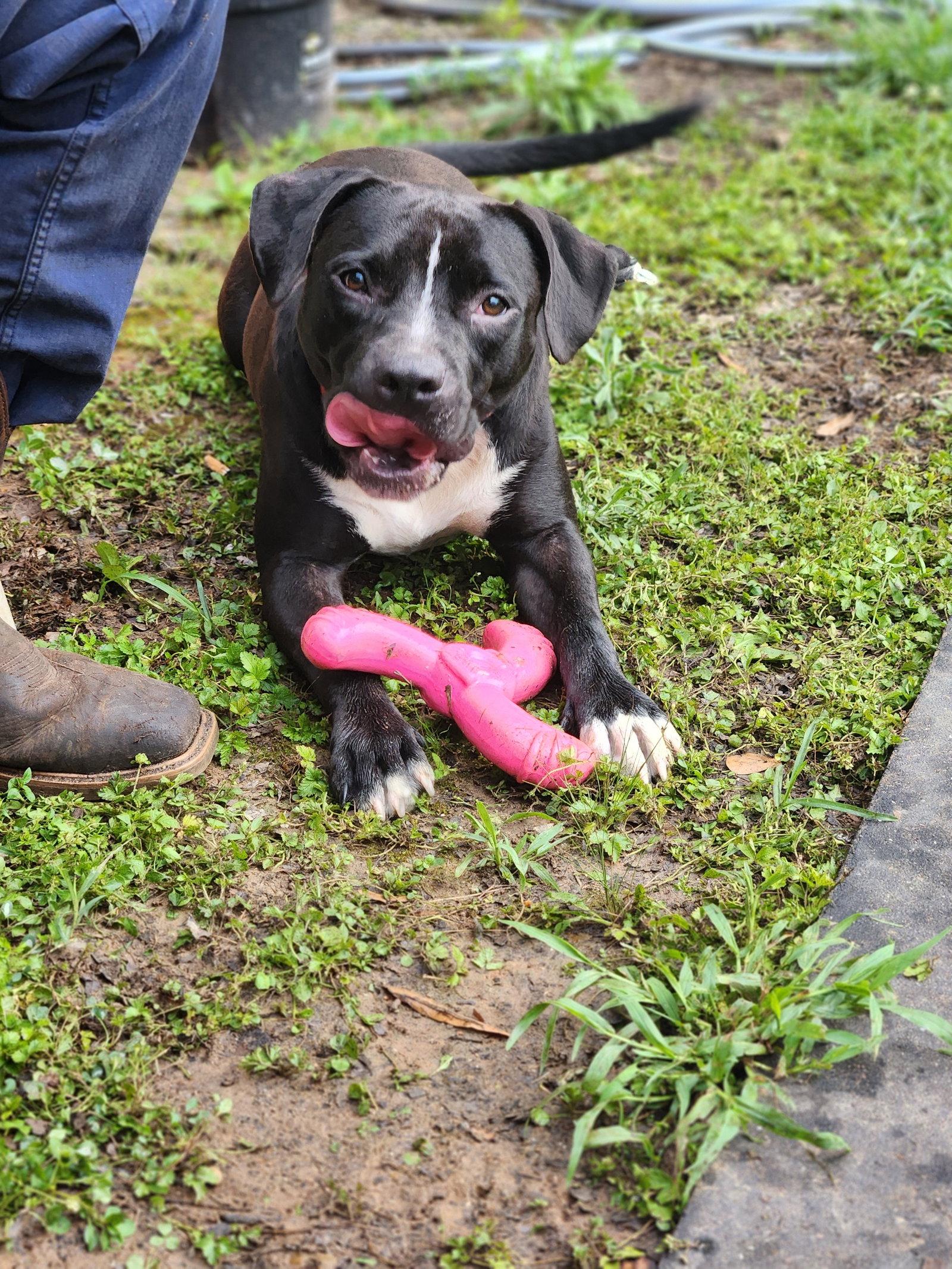 Enlarge Rainy, a Adoptable Terrier in Shreveport, LA image 3/3