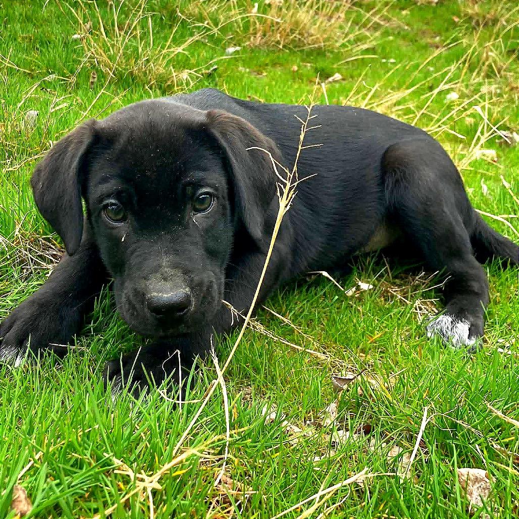 Buck, Adoptable, Puppy Male German Shorthaired Pointer & Dalmatian.