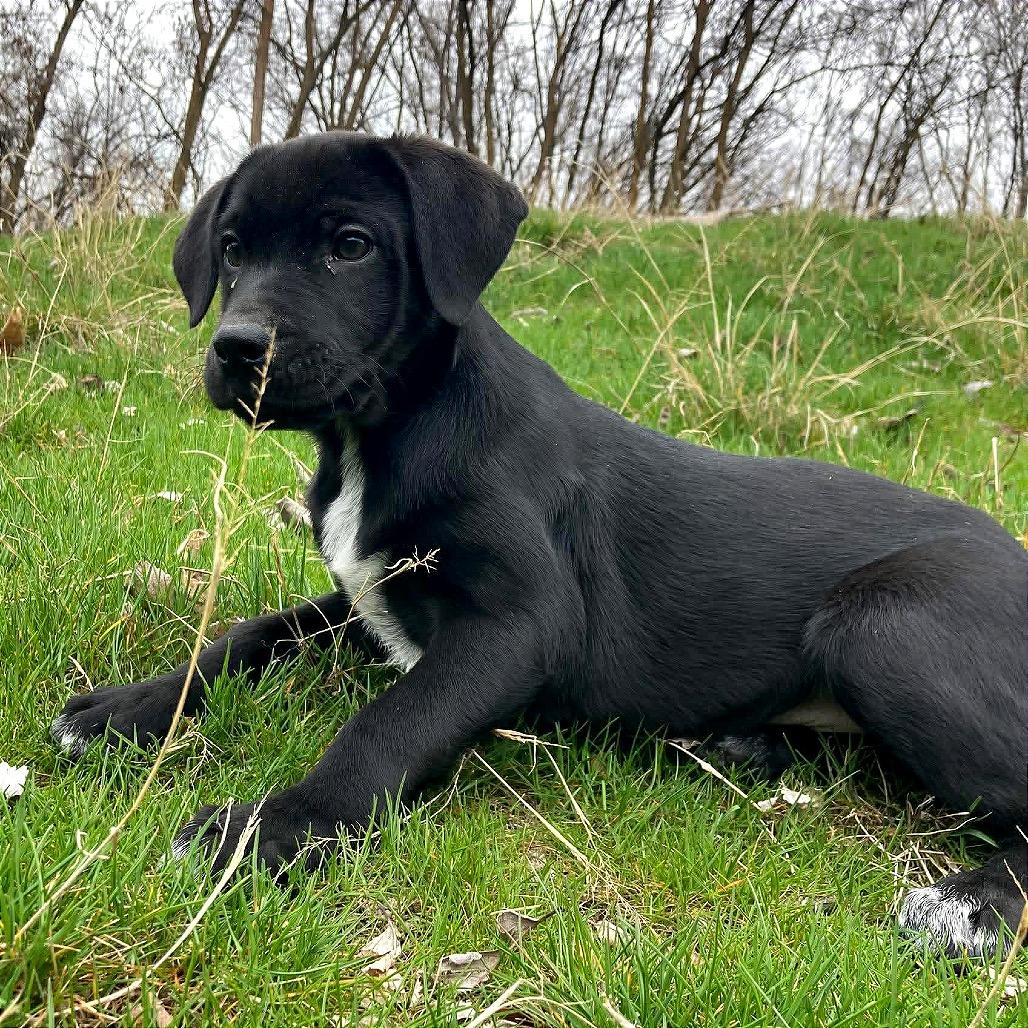Enlarge Buck, a Adoptable mixed breed in TONASKET, WA image 2/3