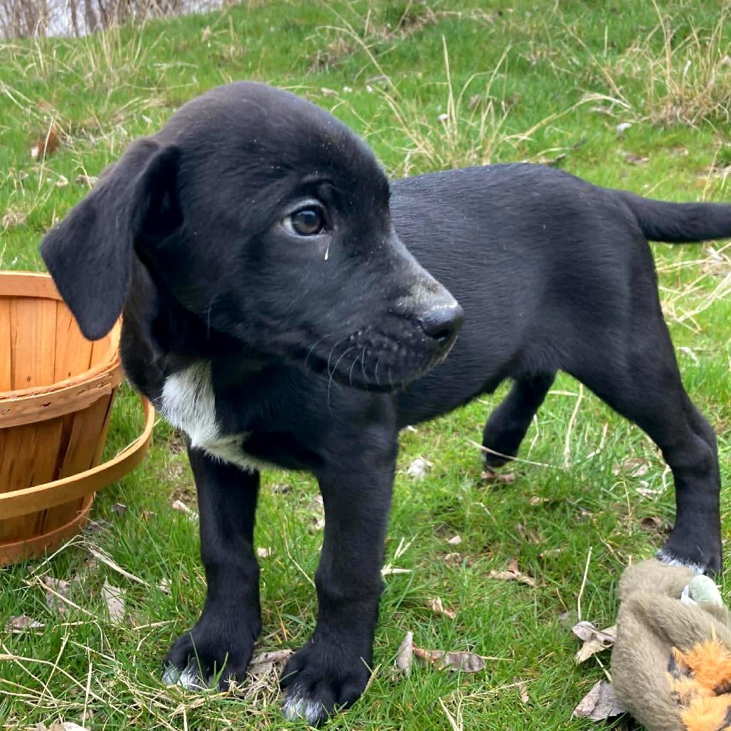 Enlarge Buck, a Adoptable mixed breed in TONASKET, WA image 3/3