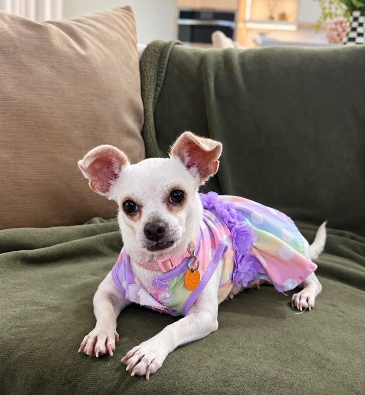 Enlarge Dolly, a Adoptable mixed breed in Katonah , NY image 3/3