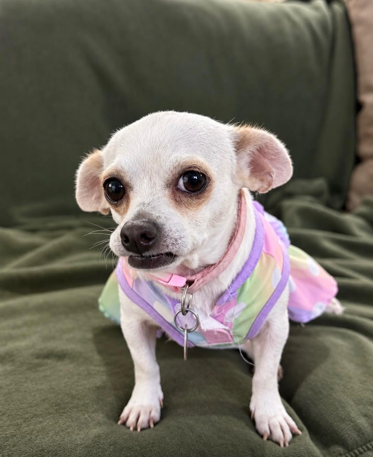 Enlarge Dolly, a Adoptable mixed breed in Katonah , NY image 2/3