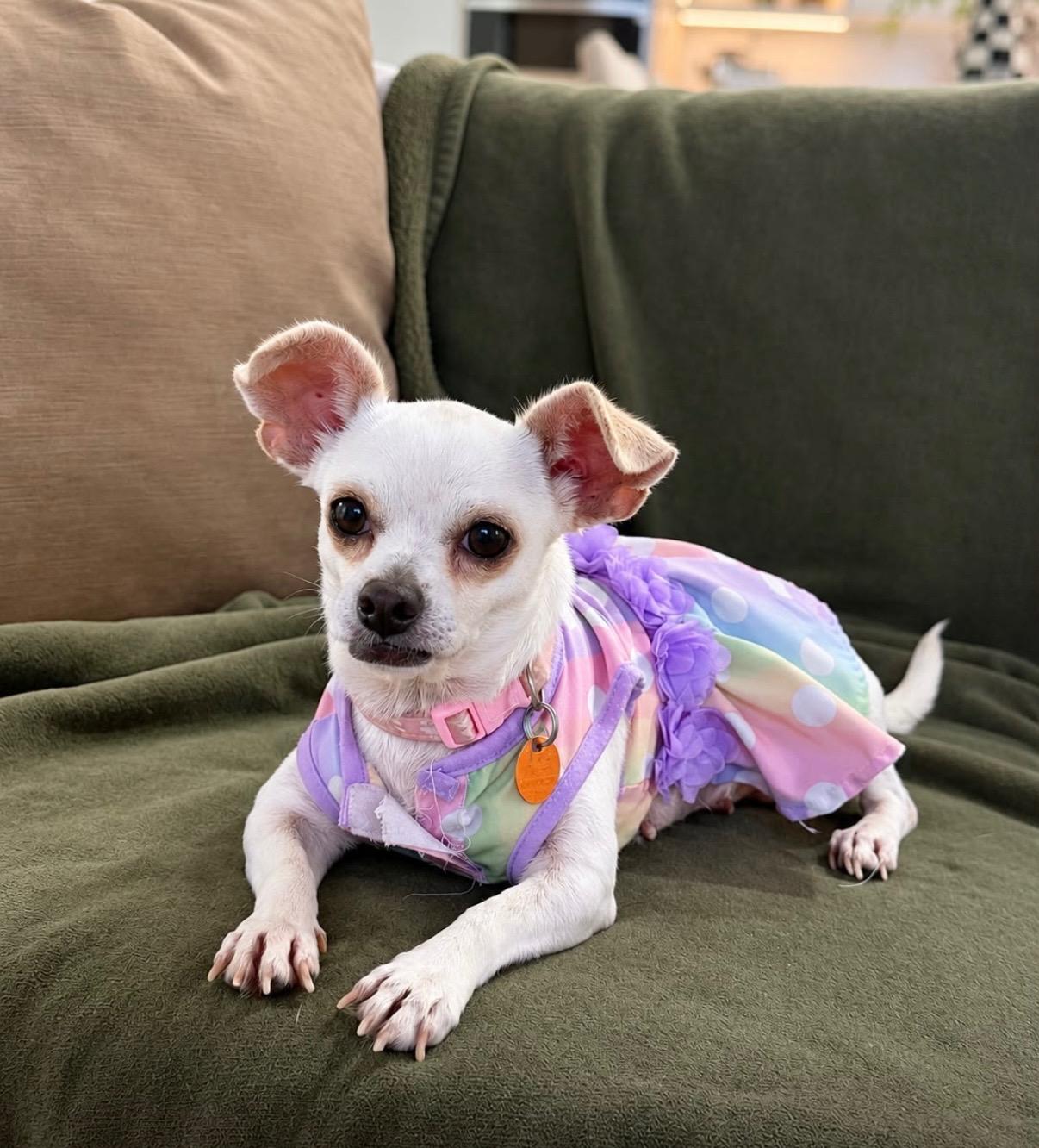 Enlarge Dolly, a Adoptable mixed breed in Katonah , NY image 1/3