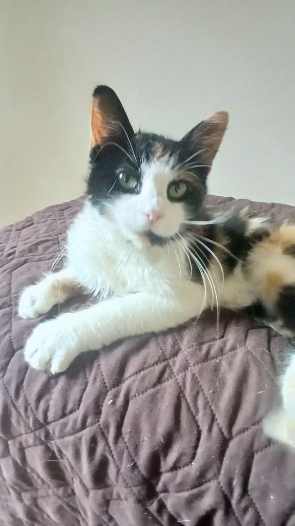 Enlarge Ivy, a Adoptable mixed breed in North East, MD image 2/4